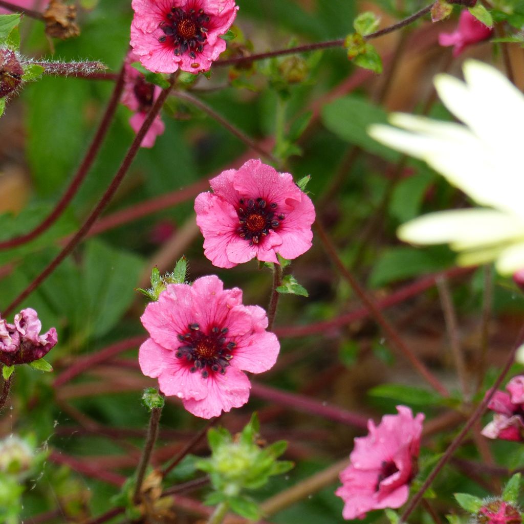 Potentilla nepalensis Miss Willmott (zaad) - Nepalganzerik