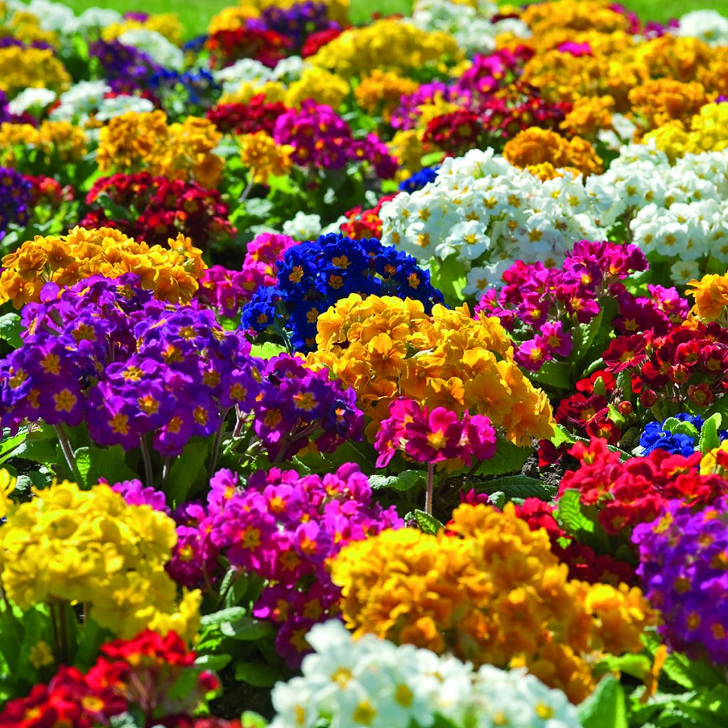 Primula elatior Crescendo Mix (zaad) - Slanke sleutelbloem