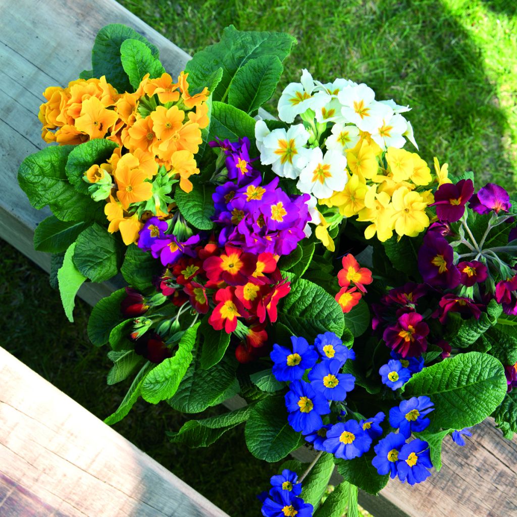 Primula elatior Crescendo Mix (zaad) - Slanke sleutelbloem