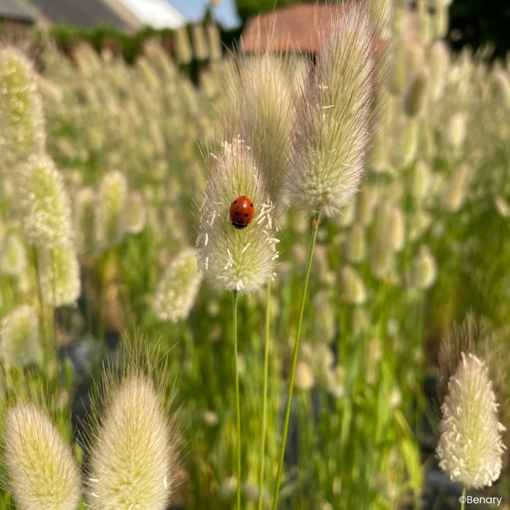 Lagurus ovatus Big Bunny (zaad) - Hazenstaartje