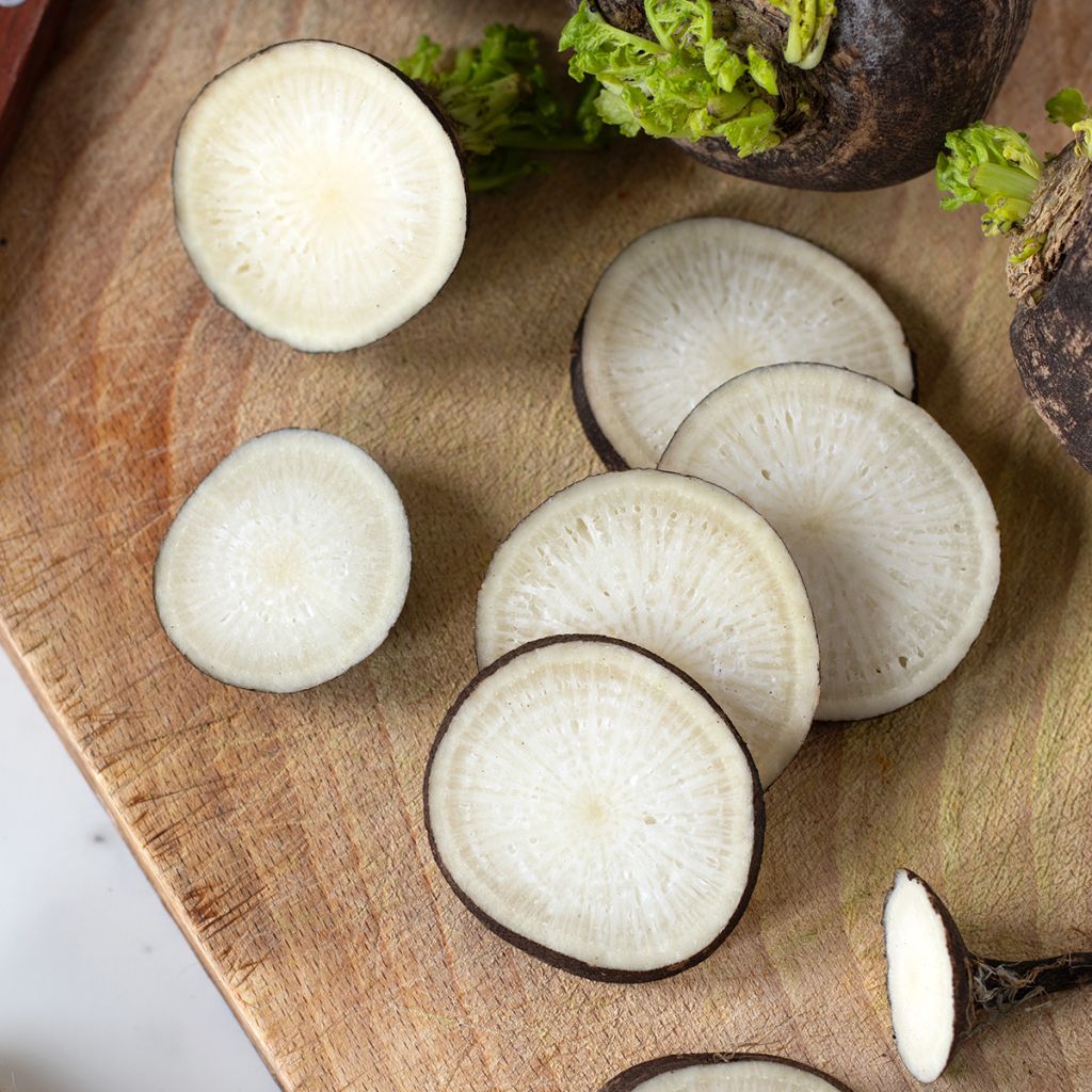 Zwarte radijs groot rond winter BIO