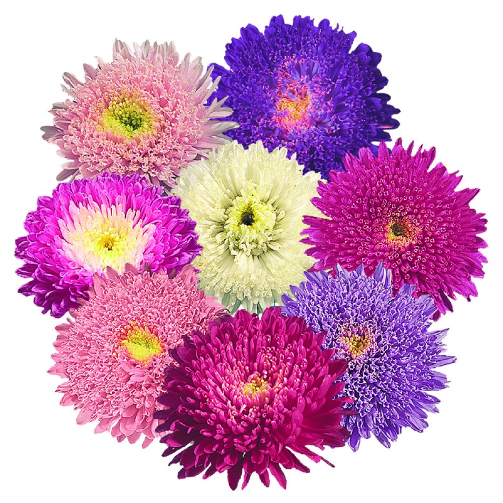 Zomeraster Standy Mix (zaad) - Callistephus chinensis