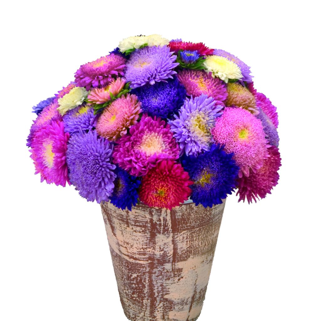 Zomeraster Standy Mix (zaad) - Callistephus chinensis