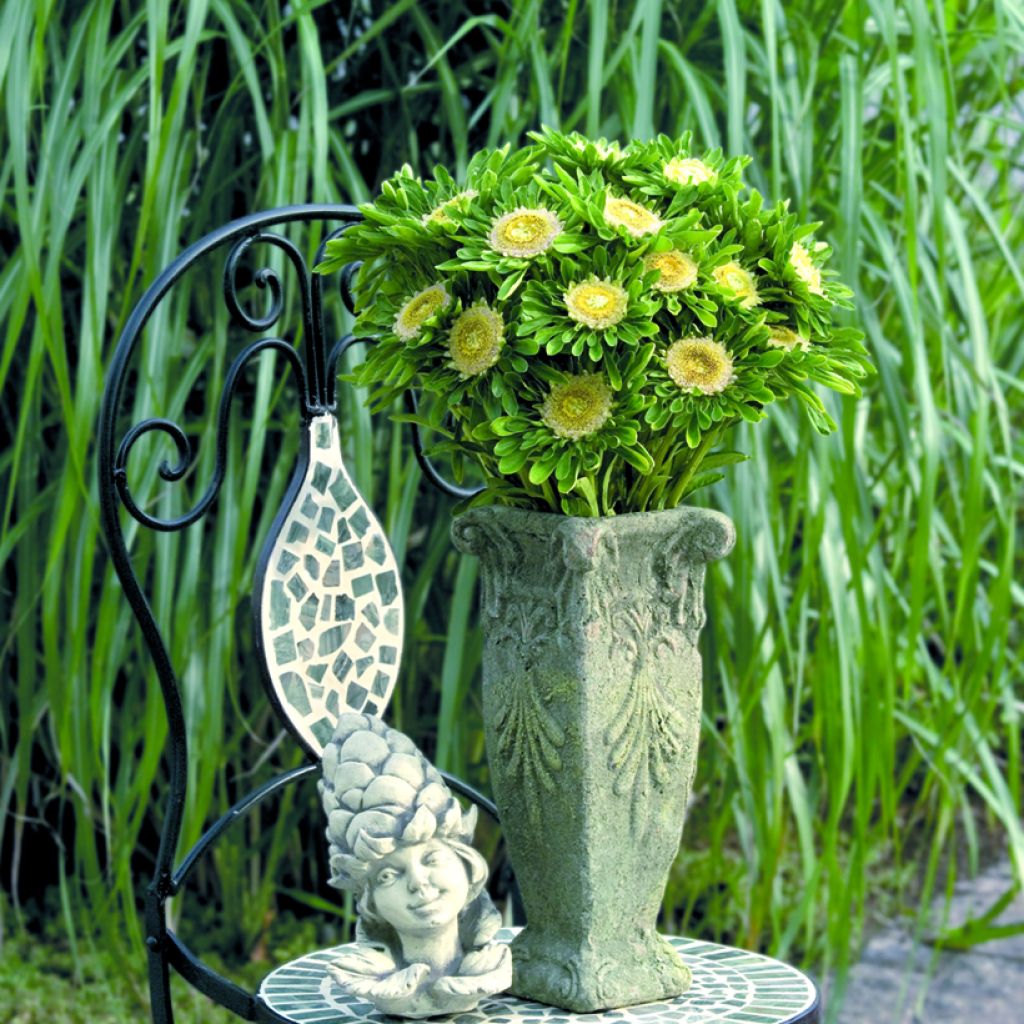 Zomeraster Hulk (zaad) - Callistephus chinensis