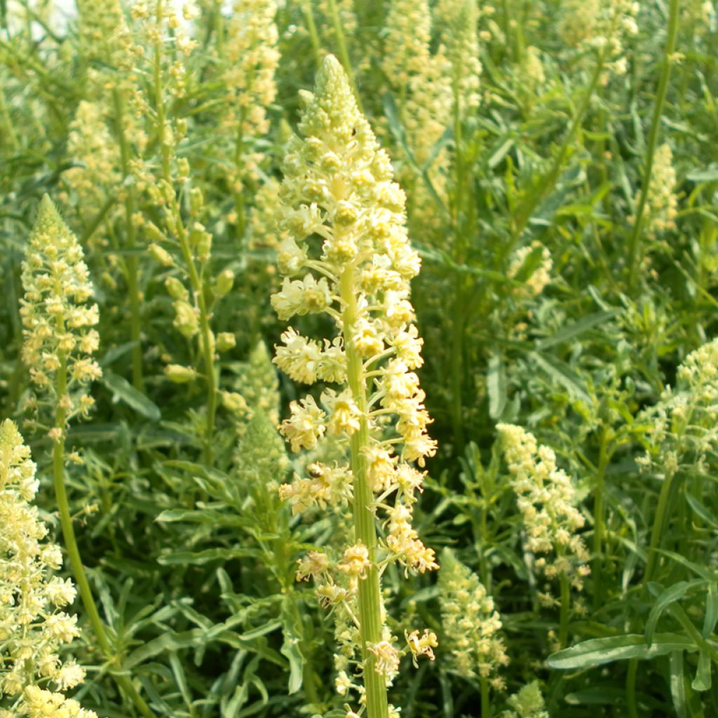Reseda luteola (zaad) - Wouw