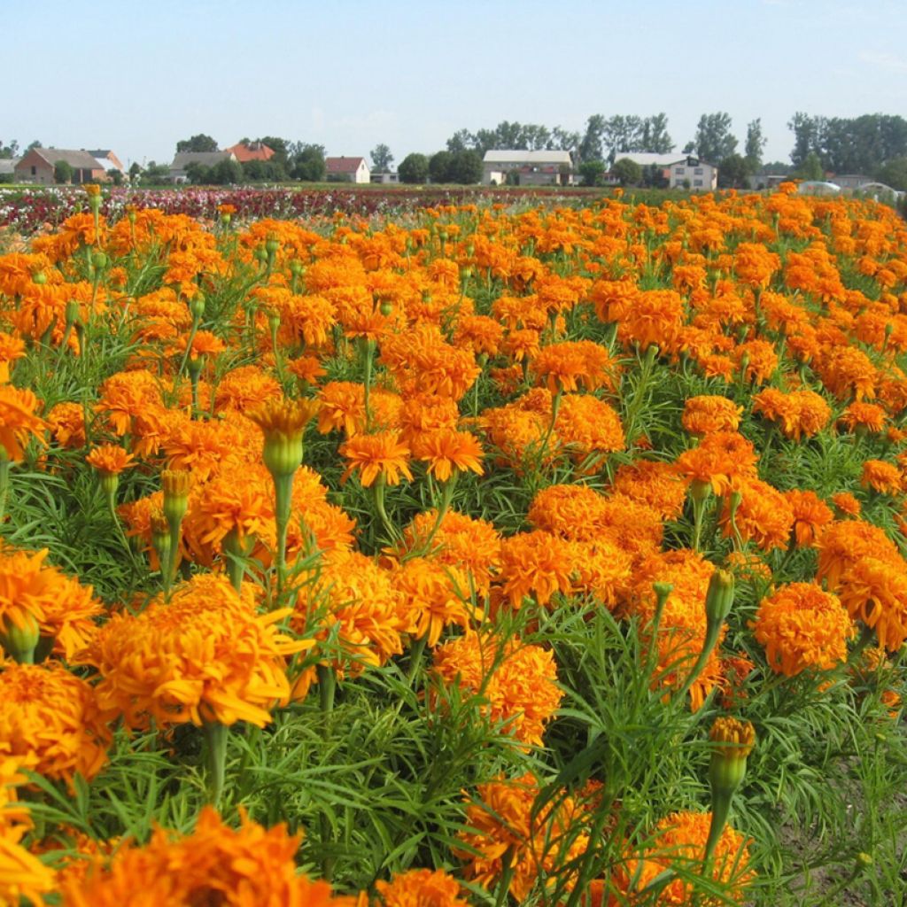 Groot afrikaantje Fantastic Orange (zaad) - Tagetes erecta