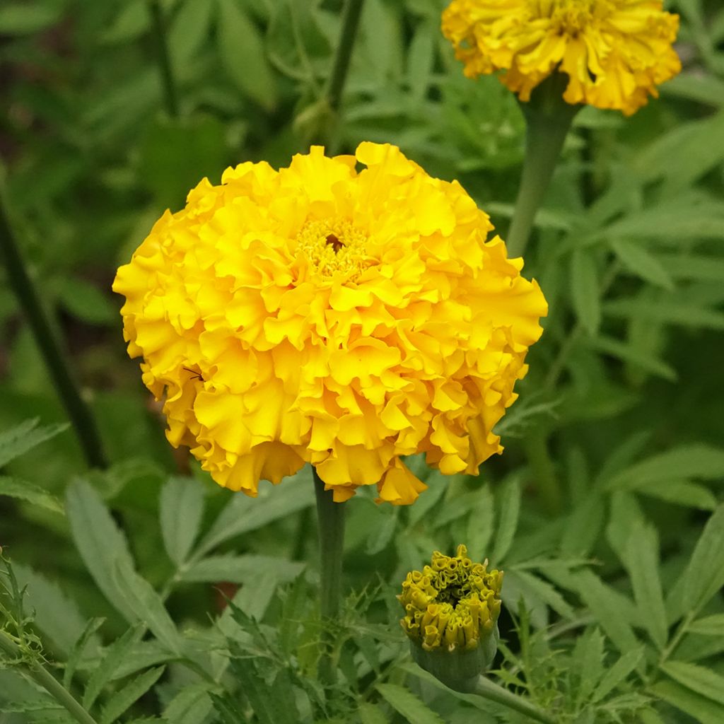 Groot afrikaantje - Tagetes erecta Lemon Mum (zaad)