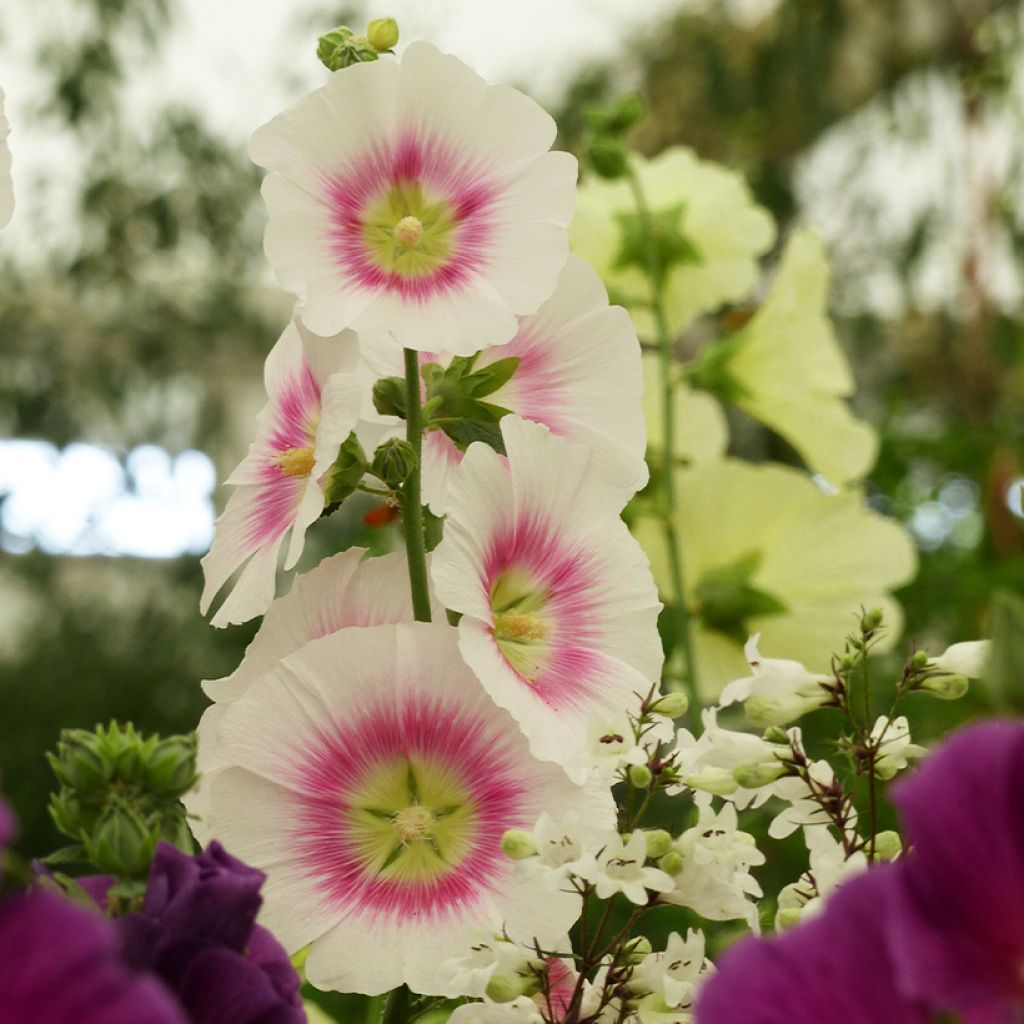 Alcea rosea Halo Blush (zaad) - Stokroos