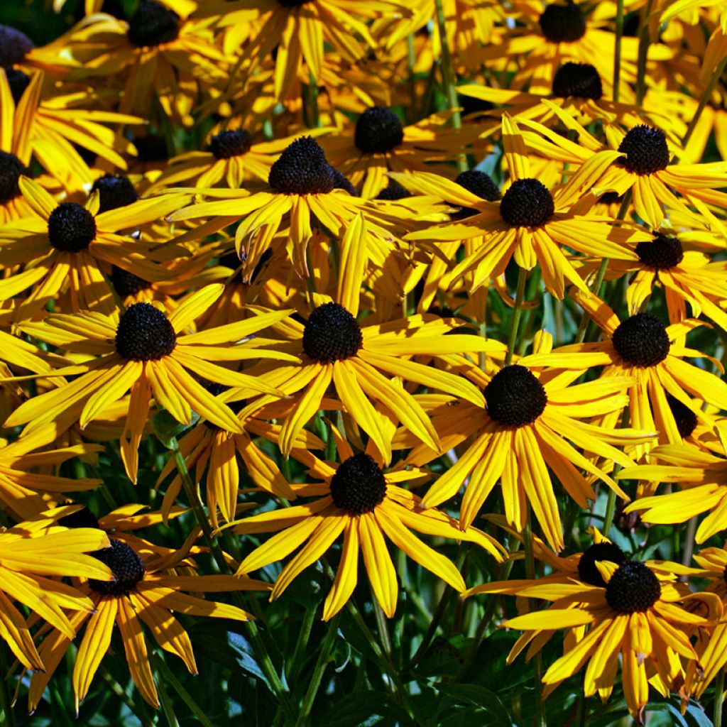 Rudbeckia fulgida var. sullivantii Goldsturm (zaad) - Zonnehoed