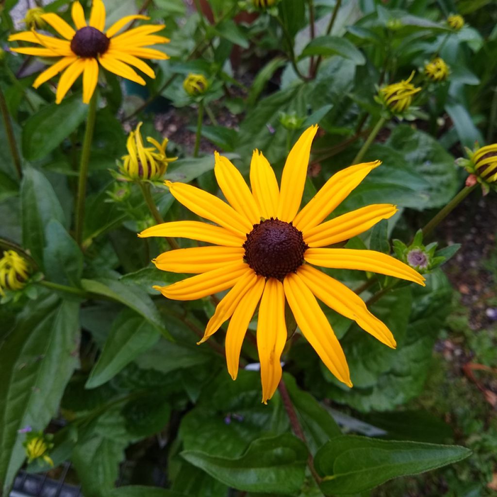 Rudbeckia fulgida var. sullivantii Goldsturm (zaad) - Zonnehoed