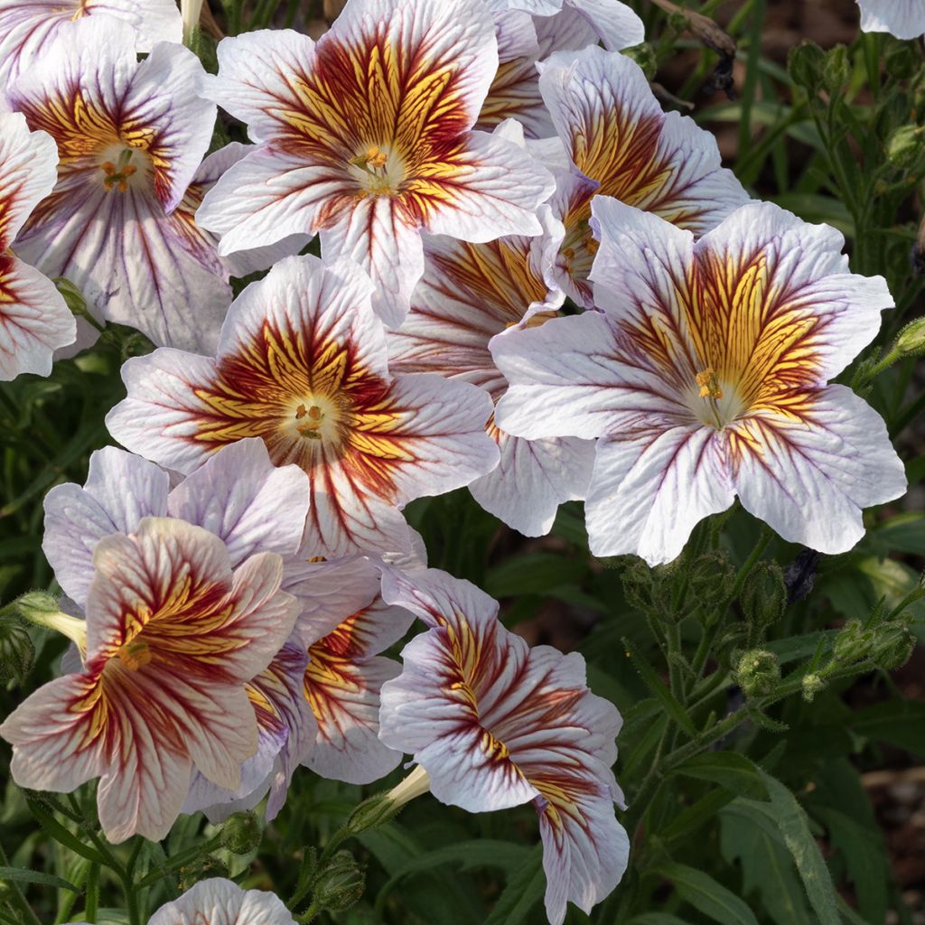 Salpiglossis sinuata Tora Cream (zaad)