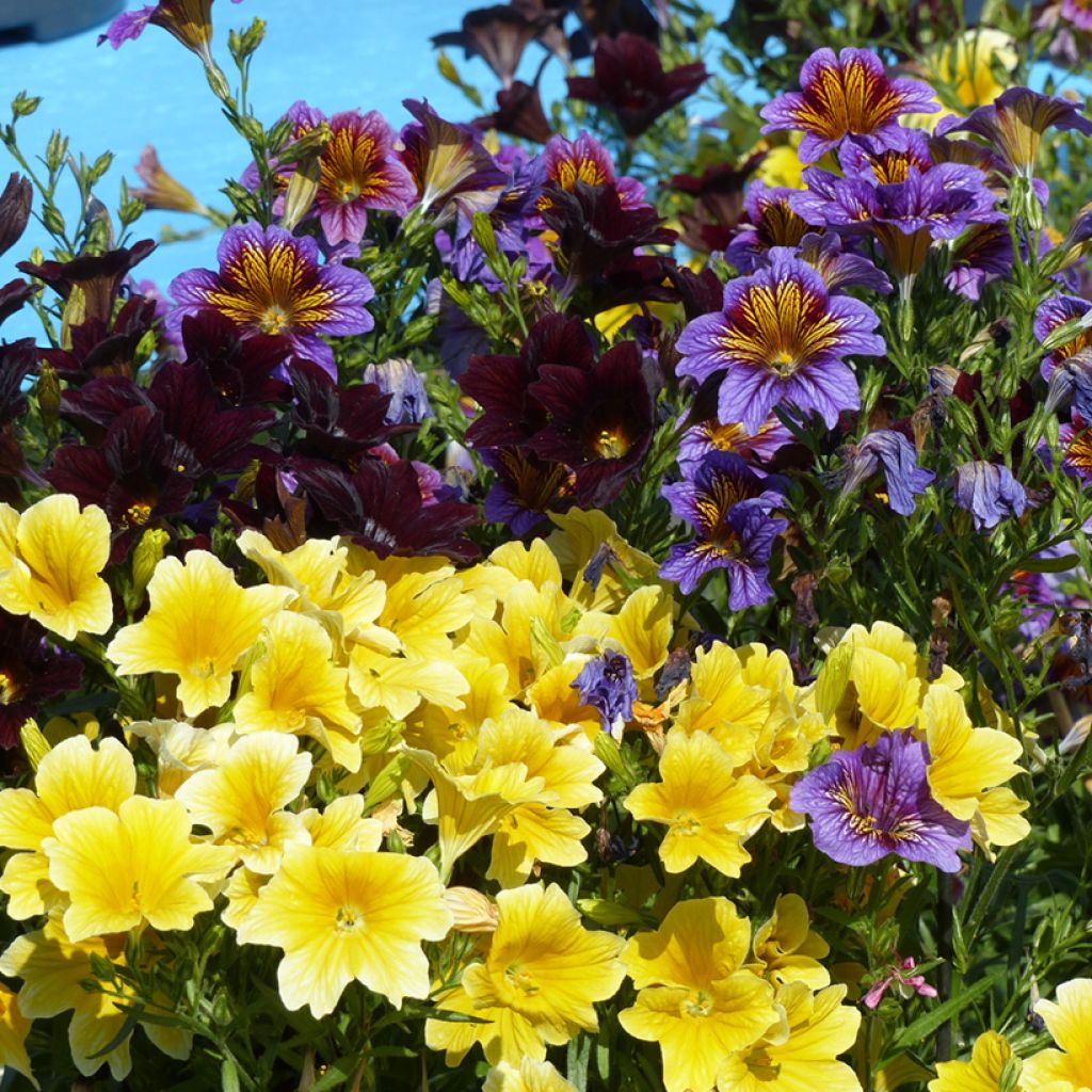 Salpiglossis sinuata Royale F1 Mix (zaad)