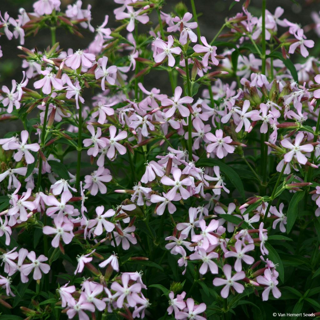Saponaria ocymoides (zaad) - Zeepkruid
