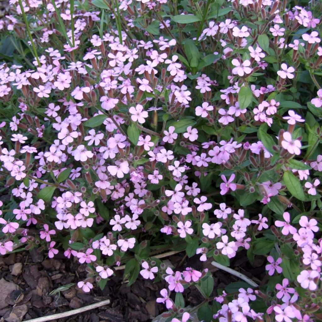 Saponaria ocymoides (zaad) - Zeepkruid