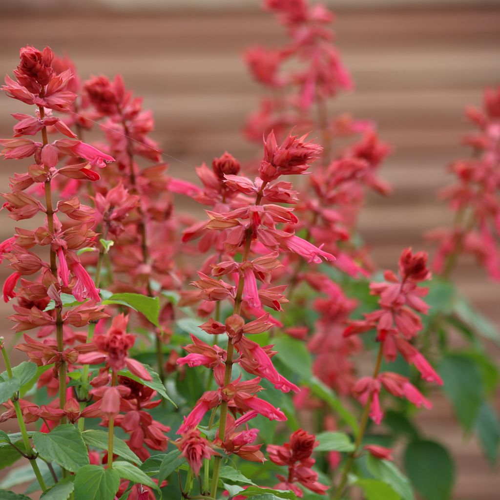 Salvia Estella Coral - Vuursalie (zaad)