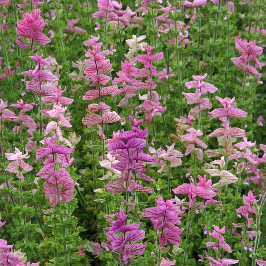 Salvia viridis Pink Sundae - Bonte salie (zaad)