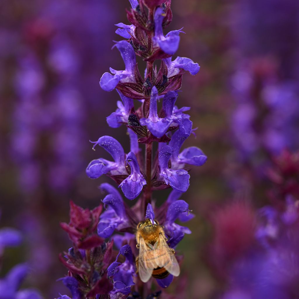 Salvia nemorosa Salvatore Blue - Bossalie
