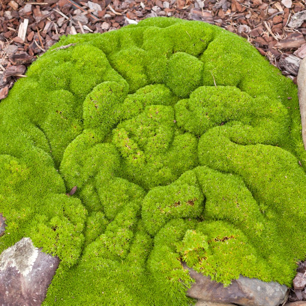 Scleranthus biflorus (zaad) - Nieuw-Zeelands mos