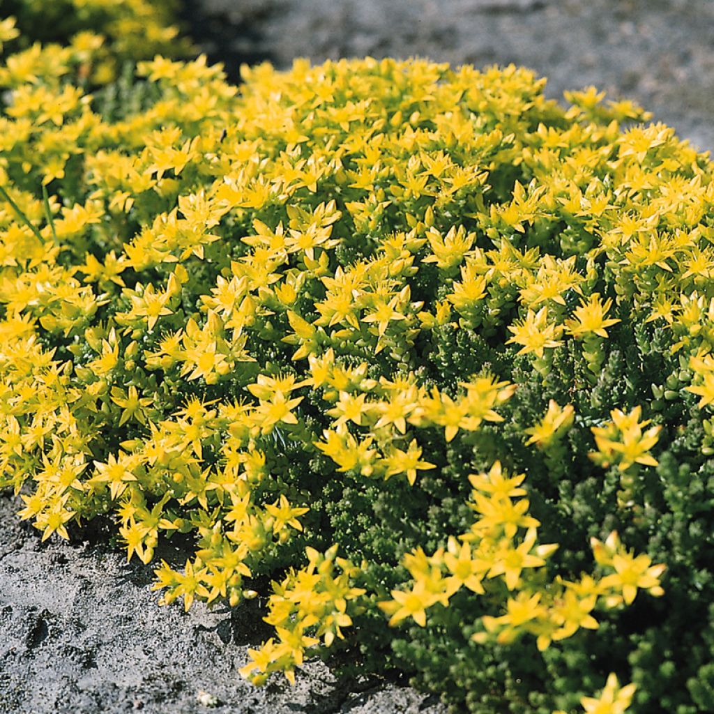 Sedum acre (zaad) - Muurpeper