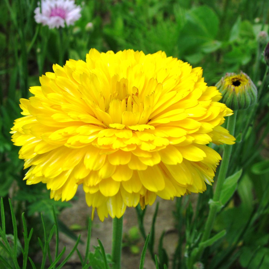 Calendula officinalis Pacific Beauty Lemon (zaad) - Goudsbloem