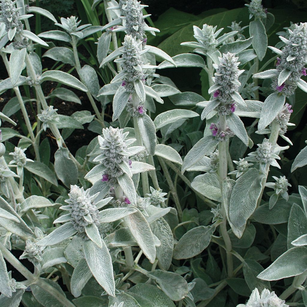 Stachys byzantina (zaad) - Wollige andoorn