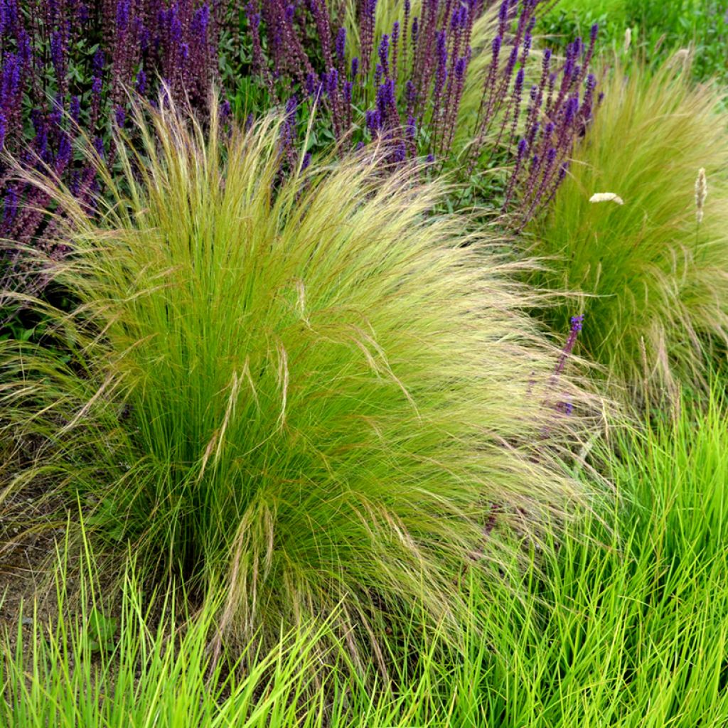 Stipa tenuissima Pony Tails (zaad) - Vedergras