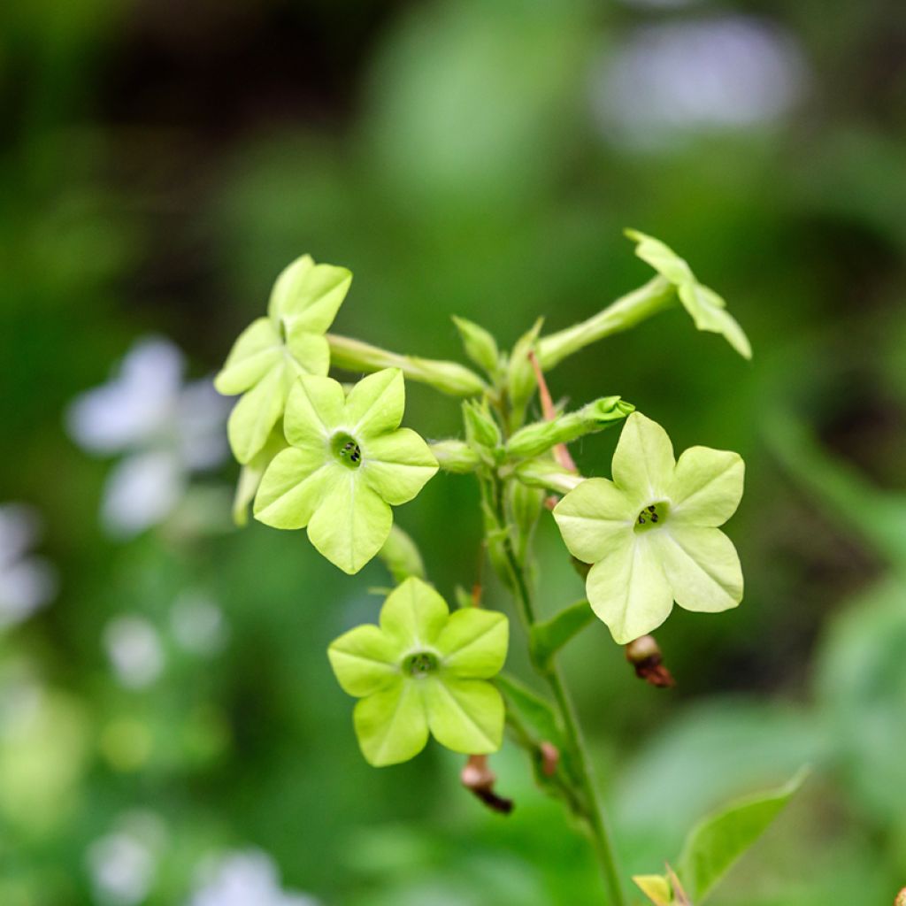 Nicotiana alata Mojito (zaad) - Siertabak
