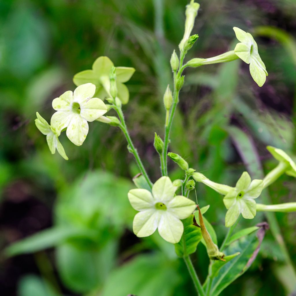 Nicotiana alata Mojito (zaad) - Siertabak