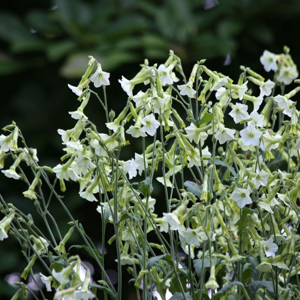 Nicotiana hybrida Starlight Dancer (zaad) - Siertabak