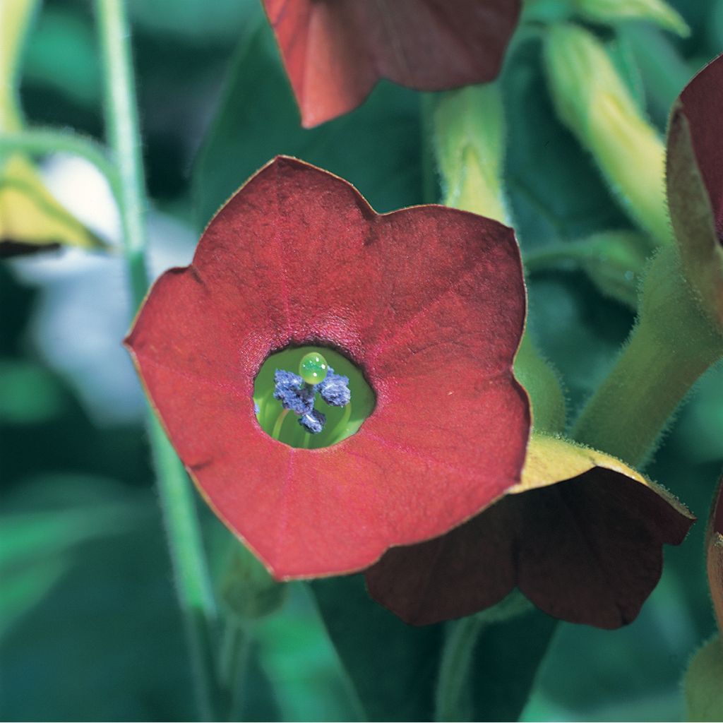 Nicotiana alata Tinkerbell (zaad) - Siertabak