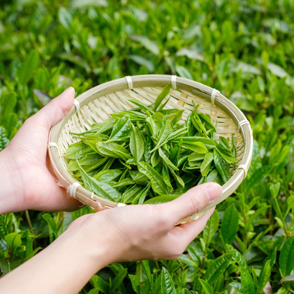 Camellia sinensis (zaad) - Theeplant