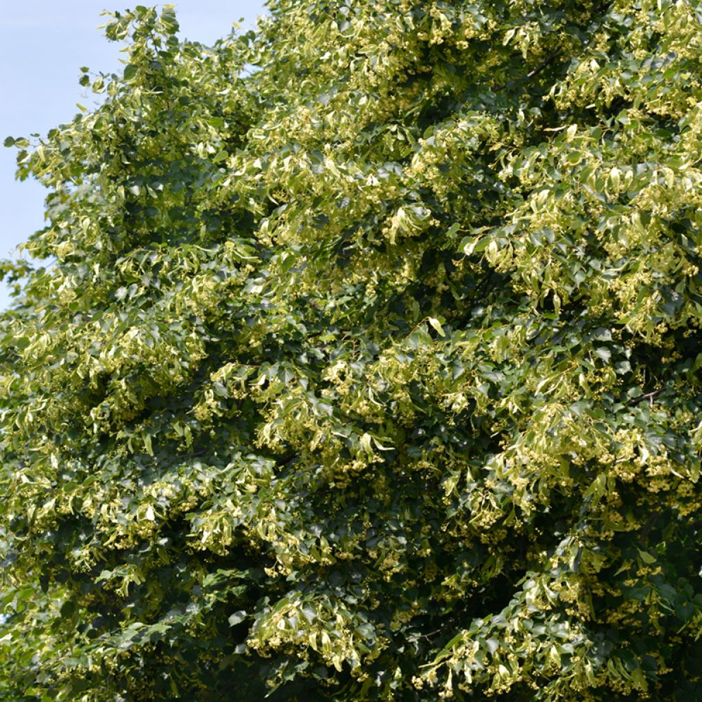 Tilia cordata (zaad) - Winterlinde