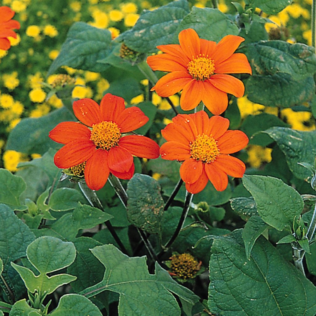 Tithonia rotundifolia Torch (zaad) - Mexicaanse zonnebloem