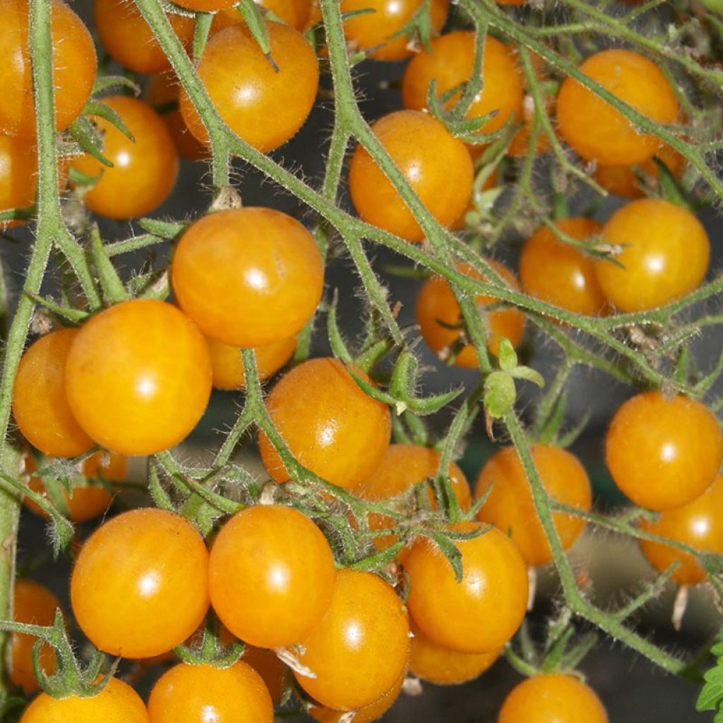 Kerstomaat Yellow Clementine BIO