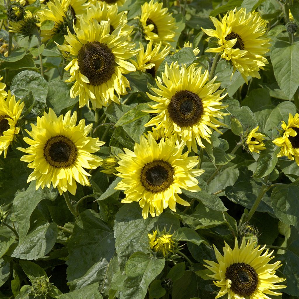 Zonnebloem Garden Statement (zaad) - Helianthus annuus