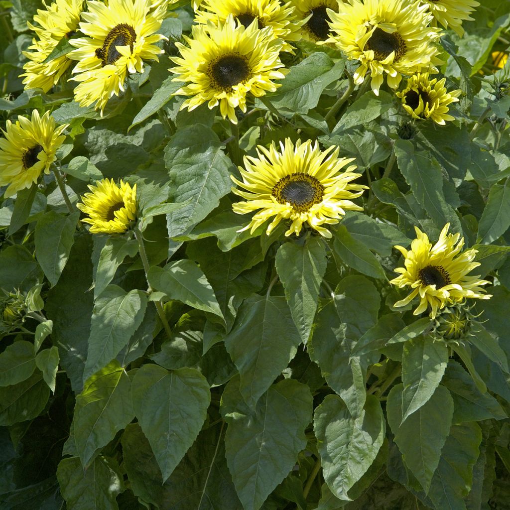 Zonnebloem Garden Statement (zaad) - Helianthus annuus