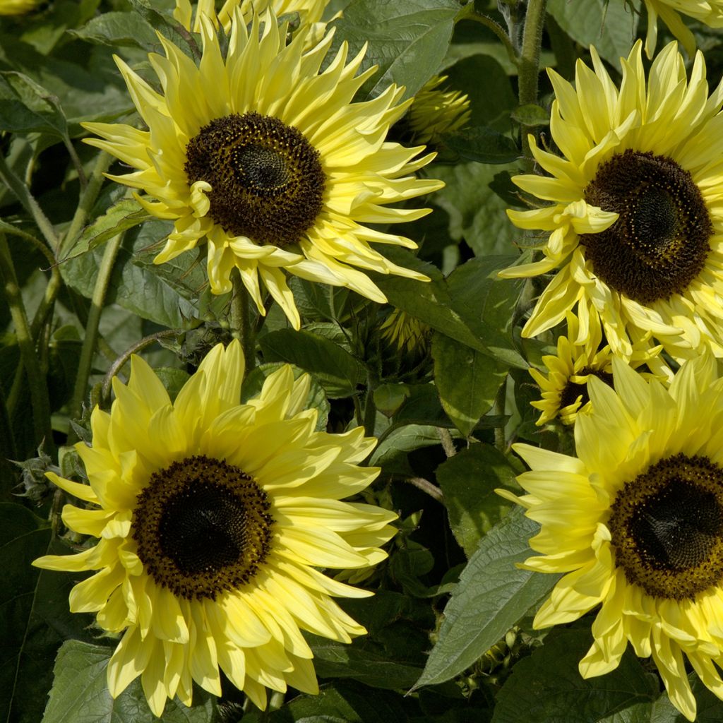 Zonnebloem Garden Statement (zaad) - Helianthus annuus