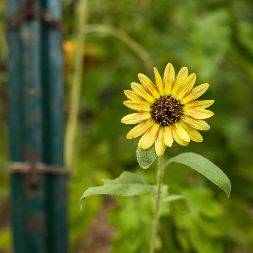 Zonnebloem Paquito (zaad) - Helianthus annuus