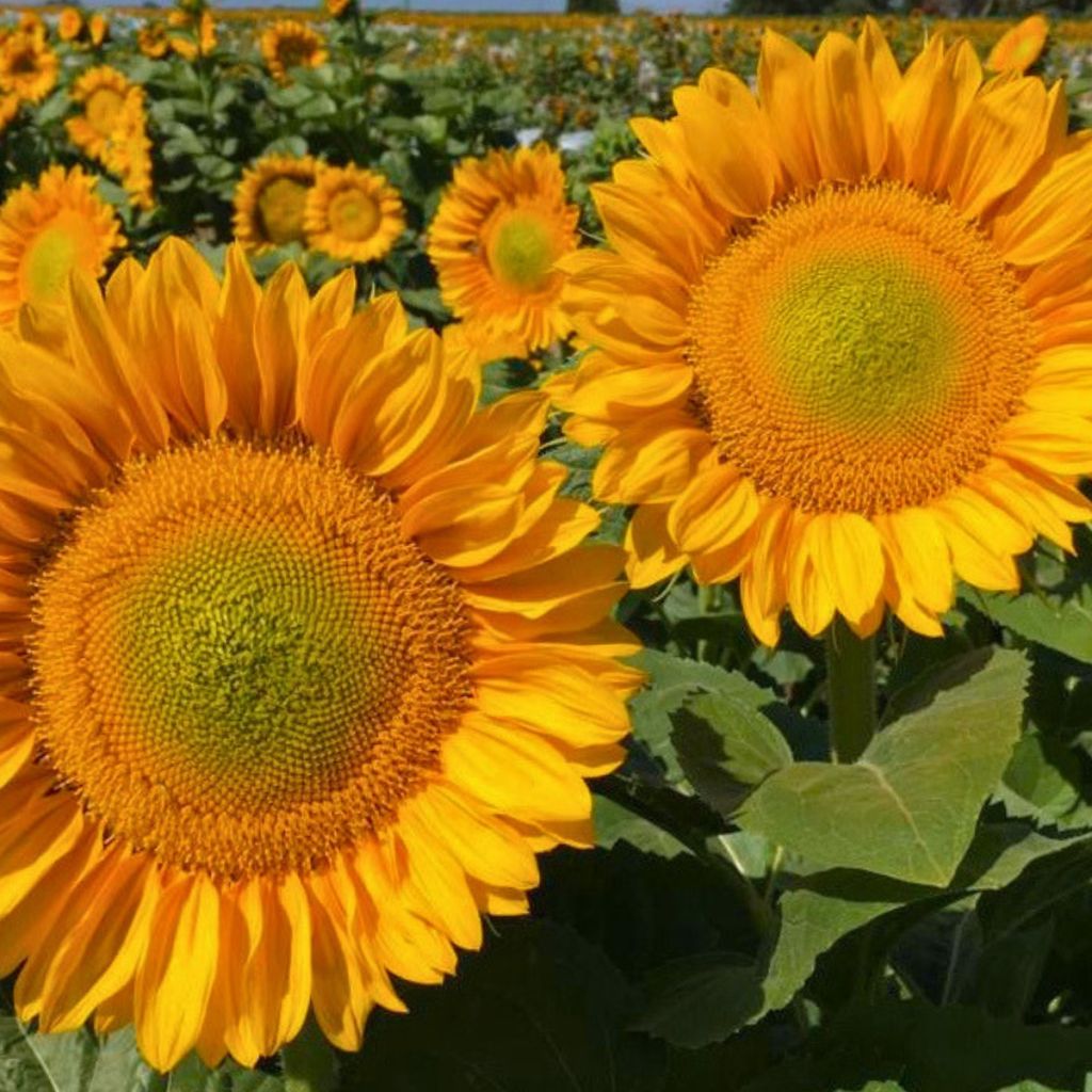 Zonnebloem Pro-Cut F1 Gold Lite DMR (zaad) - Helianthus annuus