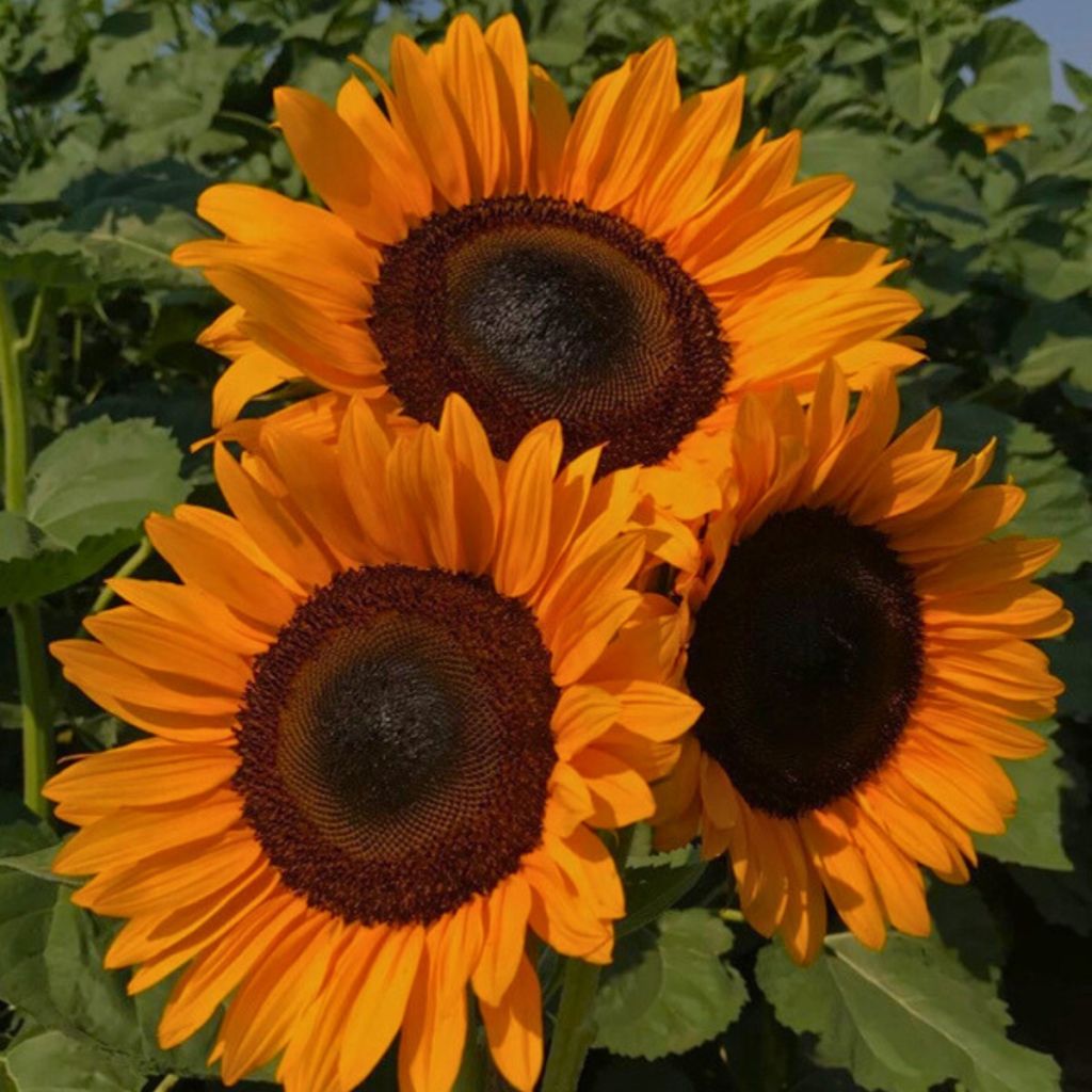 Zonnebloem Pro-Cut F1 Orange DMR (zaad) - Helianthus annuus