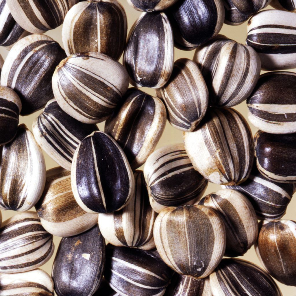 Zonnebloem Titan (zaad) - Helianthus annuus