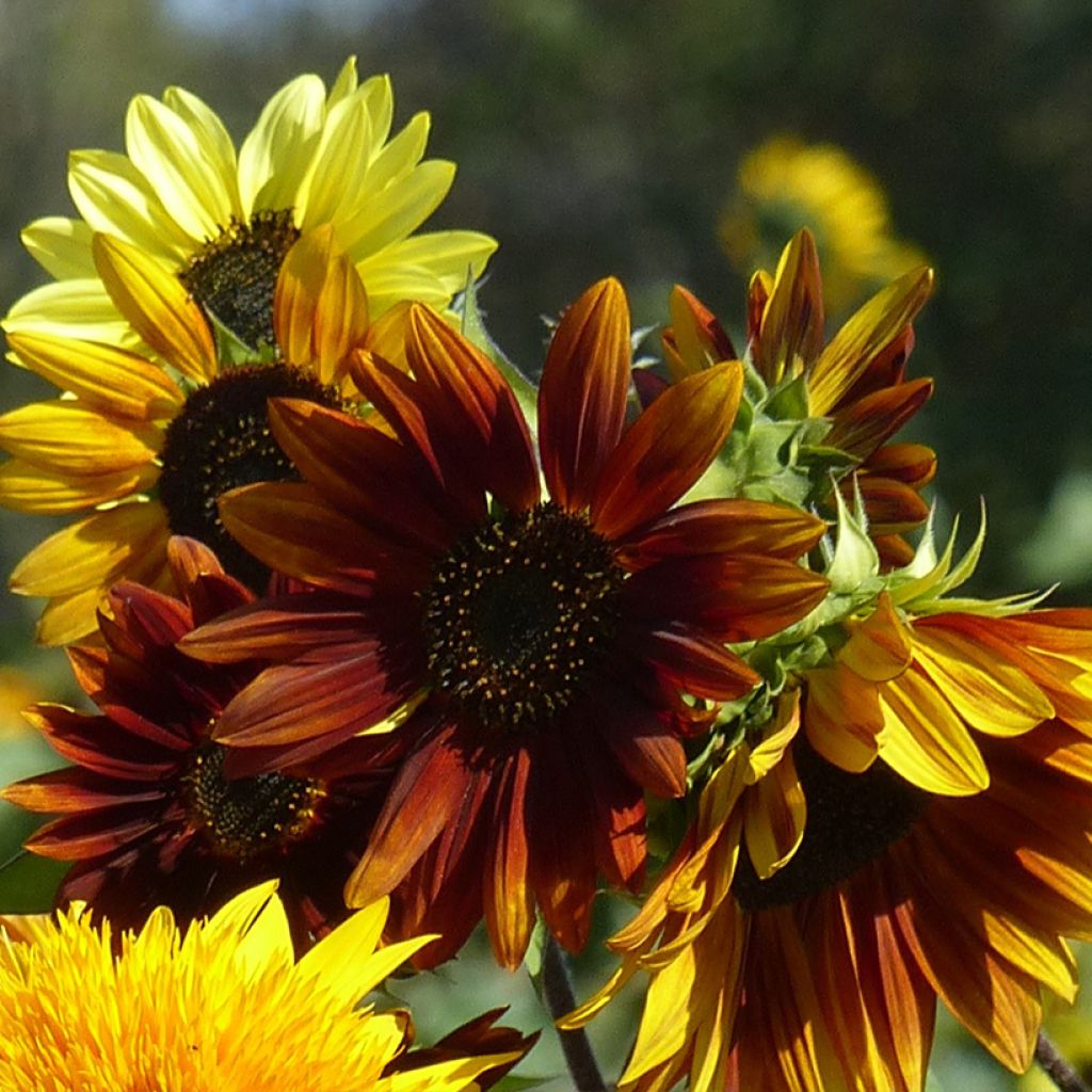Zonnebloem Autumn Beauty (zaad) biologisch - Helianthus annuus