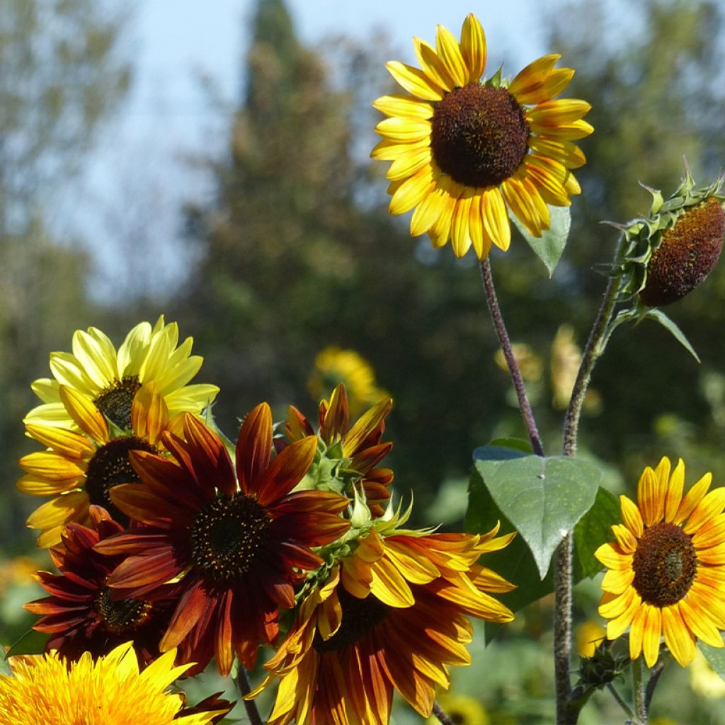 Zonnebloem Autumn Beauty Mix (zaad) - Helianthus annuus