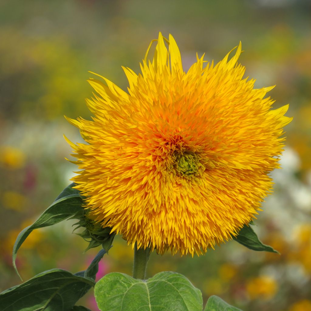 Zonnebloem Sungold (zaad) - Helianthus annuus