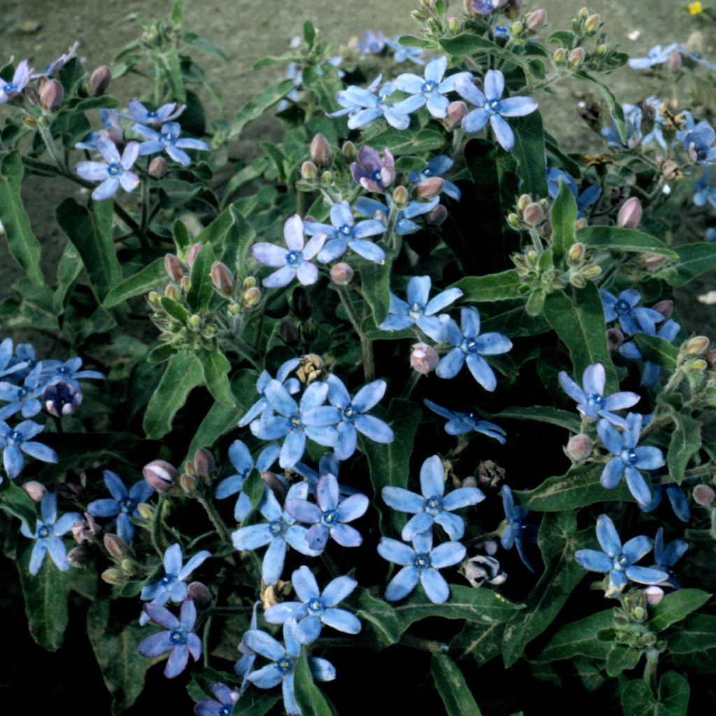 Oxypetalum Heavenly Blue (zaad) - Tweedia