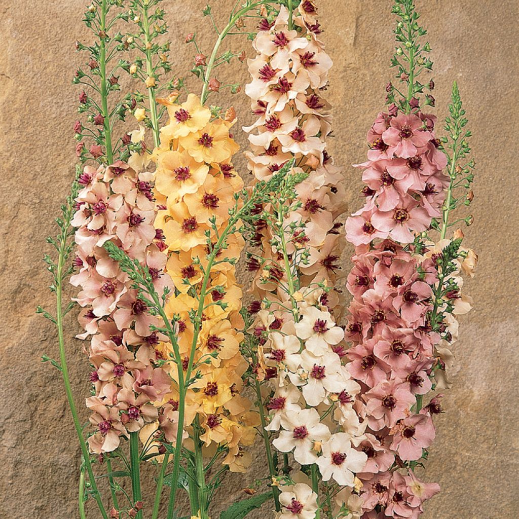 Verbascum Southern Charm F1 Hybrid (zaad) - Toorts