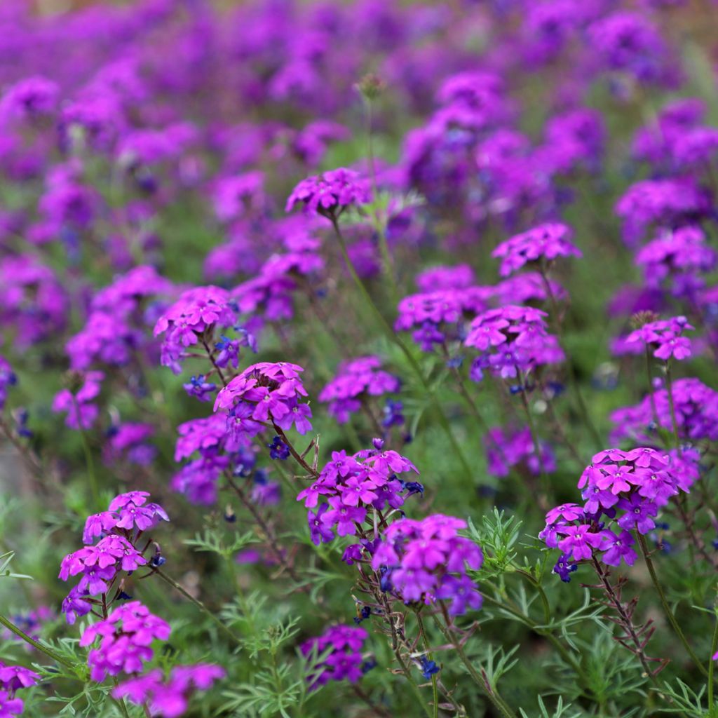 Verbena Imagination (zaad) - Hangverbena