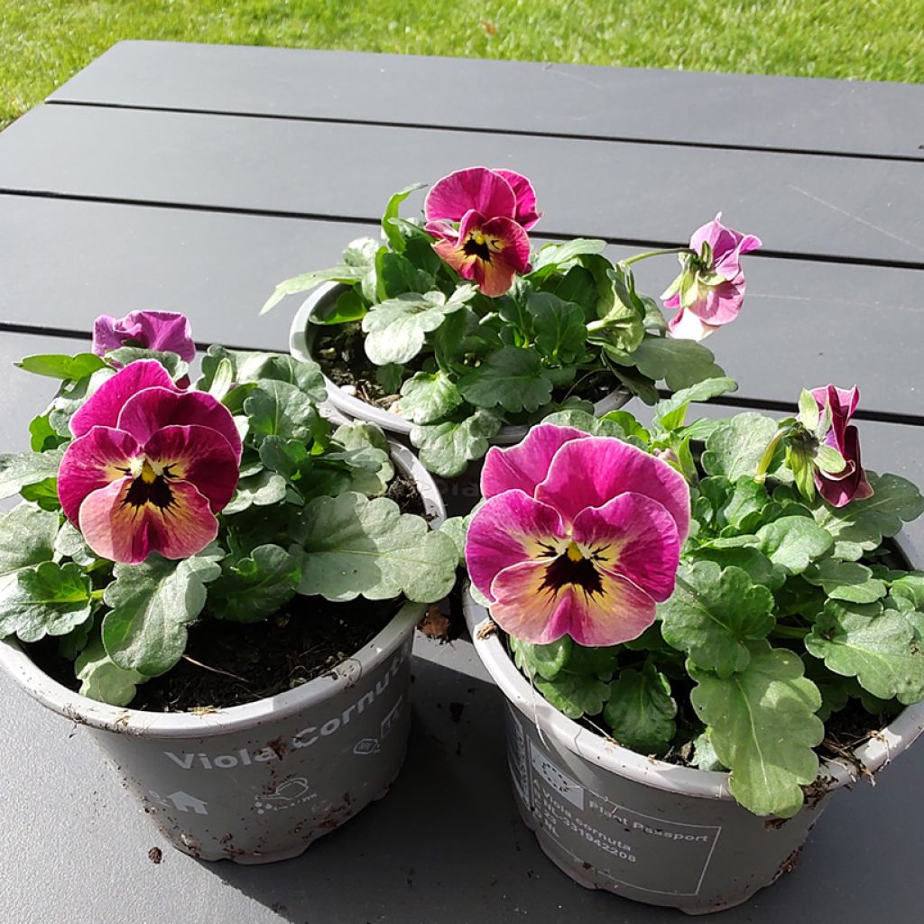 Viola cornuta Laeta Antique Shades (zaad) - Hoornviooltje