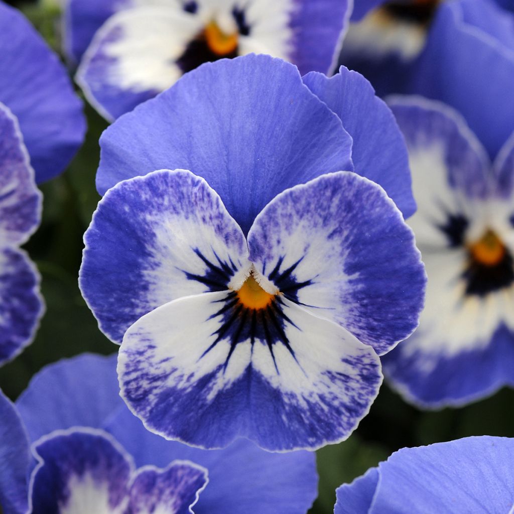 Viola cornuta Sorbet XP Delft Blue (zaad) - Hoornviooltje