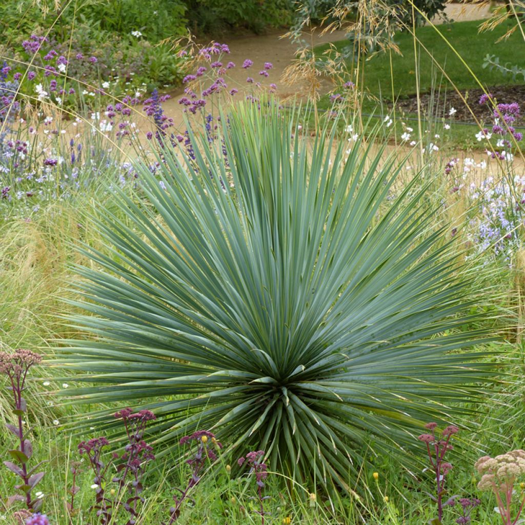 Yucca rostrata (zaad) - Palmlelie